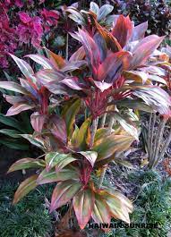 Pin On Tropical Plants