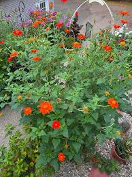 Image result for Tithonia