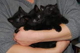 Three Beautiful Black Kittens For Sale Honiton Devon Pets4homes Kitten For Sale Black Kittens For Sale Black Cats For Sale