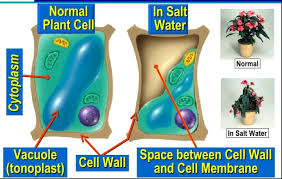 Plant cells often encounter foreign materials that they do not need or have worn out cellular parts. Central Vacuole Centralvacuol69 Twitter