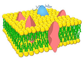 This site uses affiliate links. Fluid Mosaic Model Bioninja