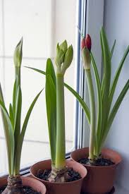 Amaryllis Aus Samen Oder Zwiebeln Selber Ziehen