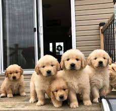The cheapest offer starts at £1,250. Passion Golden Retriever Pups