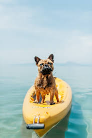 French bulldog puppies panama city fl. Dog Beach Pictures Download Free Images On Unsplash