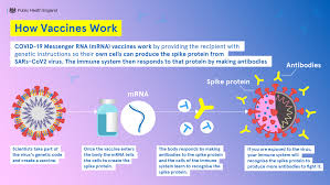 To trigger an immune response that helps protect us from getting infected if the real virus enters the body. Public Health England On Twitter It S Worldimmunisationweek Did You Know That Messenger Rna Mrna Vaccines Are A New Type Of Vaccine That Tell Our Immune Systems How To Create Antibodies That Defend