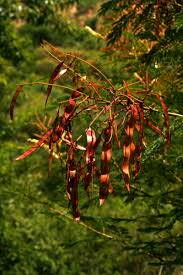 Image result for Acacia amythethophylla