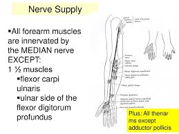 Saphenous nerve (from femoral nerve l2.3.4): Muscles Of The Anterior Forearm Ppt Download