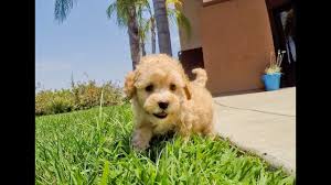 Multigenerational cavapoos (multigens for short) are cavapoo puppies where both the mother and the father are cavapoos. Goldendoodle Puppies Southern Il