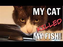 How to knoe what killded my kitten. My Cat Killed My Fish Youtube
