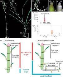 Image result for Oryza longistaminata