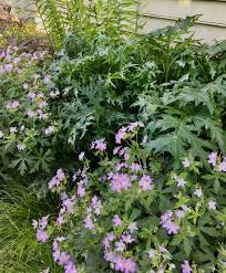 Image result for Geranium vagans