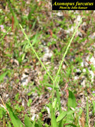 Image result for Axonopus