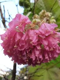 非洲芙蓉 更多非洲芙蓉 英文名稱 pinkball scarlet dombeya tropical hydrangea 學名 dombeya wallichii benth et hook in 2021 flowers lei necklace rose