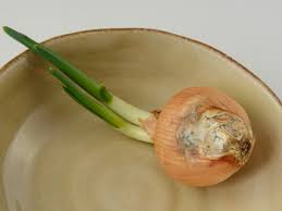 Maybe you would like to learn more about one of these? Onion Bacterial Soft Rot Control Treating Onion With Bacterial Soft Rot