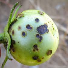 Image result for tomato seedling xanthomonas vesicatoria