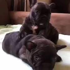 Wake Up Woof Advisor Picturesofcutebabypuppies Bulldog Puppies French Bulldog Puppies Cute Little Animals