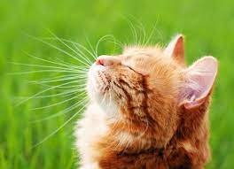 He has had a raft of tests with the g.p and had a chest xray which showed the early stages of copd. Lung Cancer Adenocarcinoma In Cats Petmd
