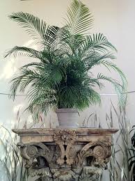 Usually the humidity is higher, the air quality is better and the light is certainly brighter. Caring For Cat Palm Chamaedorea Cataractarum Houseplant Central
