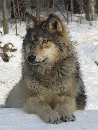 Lynn Ferguson Lynnfergusongtf Wolf Photos Wolf Dog Beautiful Wolves