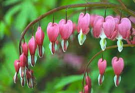 High Altitude Gardening Bleeding Hearts Bleeding Hearts Bleeding Heart Flower Flower Heart