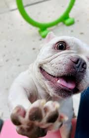 Hi Everyone, I might be relocating to Siingapore soon and I'm most worried  about my dog. My Frenchie will become 6 this year and he is breathing good.  He walks not great