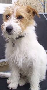 Black And Tan Jack Russell Puppies For Sale In Yorkshire Irrestible Dog Ideas And Training Tips Terrier Mix Yorkshire Terrier Pitbull Terrier