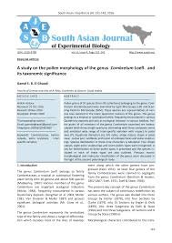 Image result for Combretum coriifolium