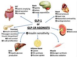 Image result for Pramlintide