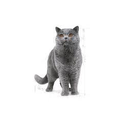 Meskipun harga hewan kucing yang satu cukup bagi anda yang tertarik untuk memelihara jenis kucing yang satu ini, simak terlebih dahulu beberapa informasi tentang kucing british shorthair. British Shorthair Adult Dry Royal Canin