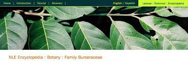 Image result for Burseraceae