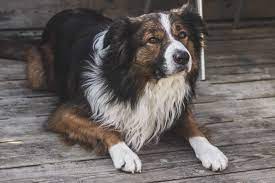 The Ultimate Guide To Dog Breeds With Hair Not Fur Shetland Sheepdog Puppies Dog Breeds Shetland Sheepdog