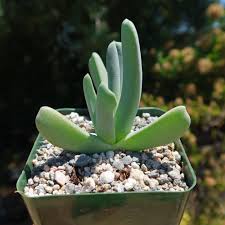 Image result for Craspedorhachis