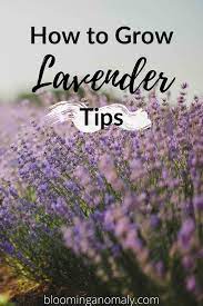 How To Grow Lavender Tips Growing Lavender Dried Lavender Flowers Harvesting Lavender