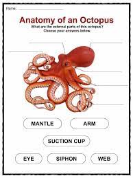 Octopus Facts Worksheets Habitat Information For Kids Biology For Kids Octopus Facts Octopus For Kids