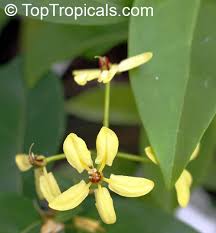 Image result for Tristellateia