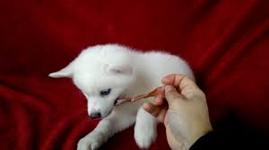 White Female Pomsky Puppy With Blue Eyes Youtube