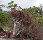 Image result for Aloe ribauensis