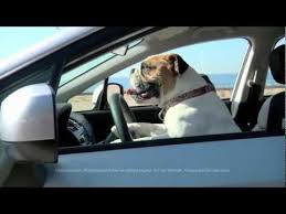 Pin On Animals That I Love