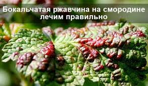 как избавиться от тли на вишне во время плодоношения Kak Borotsya S Bokalchatoj Rzhavchinoj Na Smorodine Na Samom Dele Recept Dovolno Prost 200 G Tabachnoj Pyli Zalit Sadovye Vrediteli Ogorodnichestvo Kustarniki