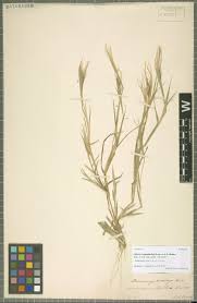 Image result for Enteropogon prieurii