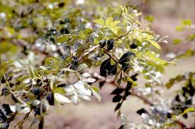 Image result for Harrisonia