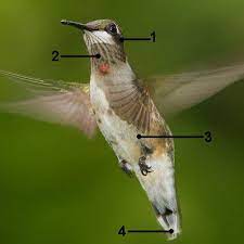 Upland, margin of open oak/yaupon woods at ca. Ruby Throated Hummingbird Identification Diagrams