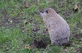 Jun 11, 2021 · rats die within a week. Strangers In A Strange Land The Case Against Trapping And Relocating Humane Gardener