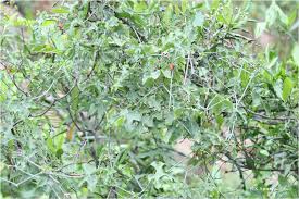 Image result for Corallocarpus epigaeus