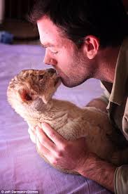 Lion keeper' Ben Britton raising a pride of cubs in his lounge room