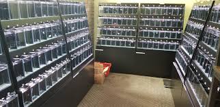 Support Your Lfs This Is Aquarium Co Op In Edmonds Wa Each Betta Is Separated By A Black Divider And Has Filtered Water Bettafish