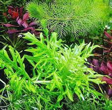12 Best Plants For Goldfish Tanks And Aquariums Live Aquarium Plants Fish Tank Plants Planted Aquarium