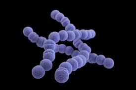 Image result for Group D Streptococcus