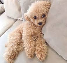 Our puppies come in a variety of sizes and colors. 580 Poodle Puppies Ideas Poodle Puppies Poodle Puppy