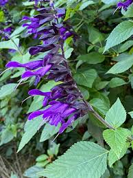 Image result for Salvia